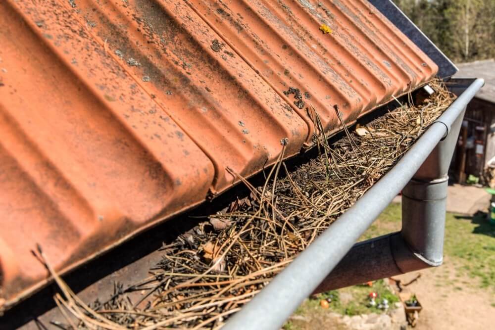 dirty-gutters Gutters full of debris needing to be cleaned. Roof gutter clogged with pine needles and debris.